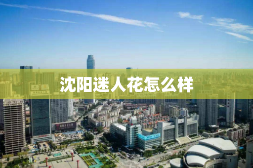 沈阳迷人花怎么样